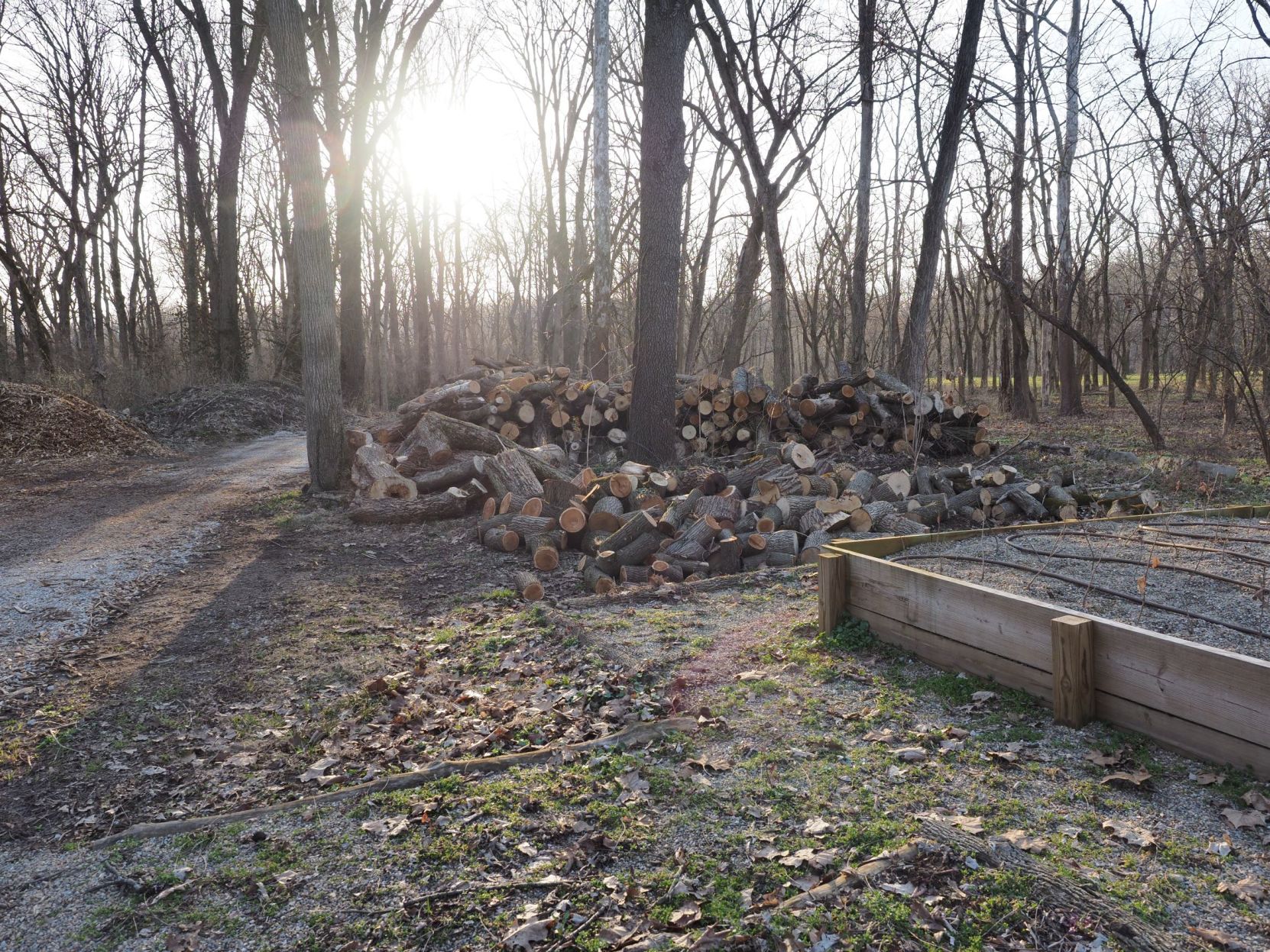 Evidence of cutting in the 100 Acres park